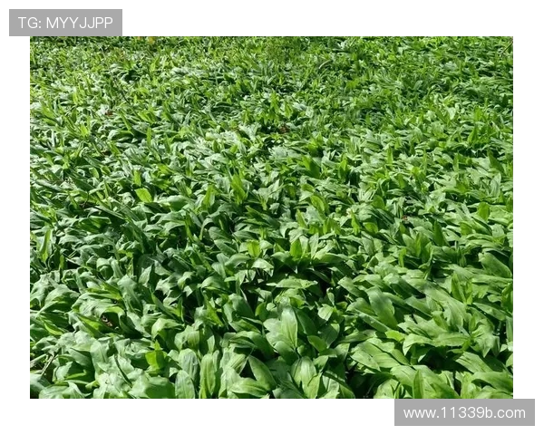 探索菠菜论坛吧:分享菠菜种植与烹饪技巧的交流平台 探索菠菜论坛吧:分享菠菜种植与烹饪技巧的交流平台
